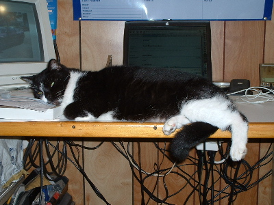 sylvester in front of laptop